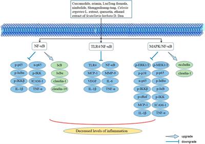 The signaling pathways of traditional Chinese medicine in treating diabetic retinopathy